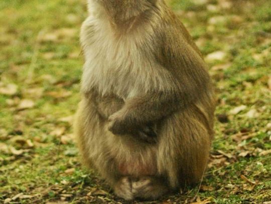 14 maja 2017 o godz.11:00  w Naszym Zoo - otwarcie wystawy fotograficznej