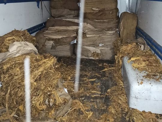 1600 kg tytoniu ukryte w busach