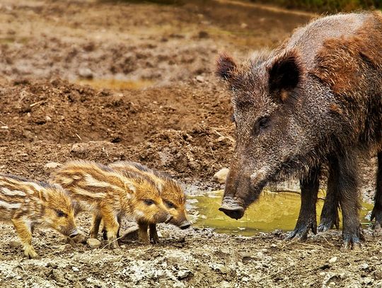 Afrykański pomór świń w powiecie lubańskim?