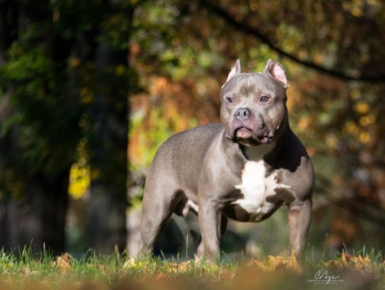 Amstaff zaatakował grupę przedszkolaków