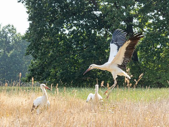 Bociani rok 2020 w Zoo Görlitz 