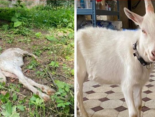 Brutalny mord w ośrodku DIOZ. Ktoś odciął koziołkowi głowę!