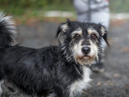 Brutus poleca się do adopcji