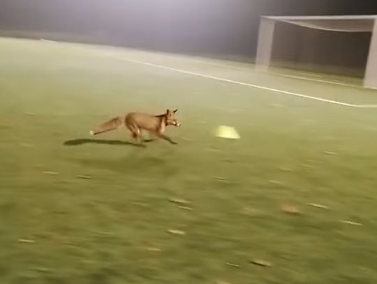 Chodzi lisek... Łużyce Lubań mają nietypowego fana 