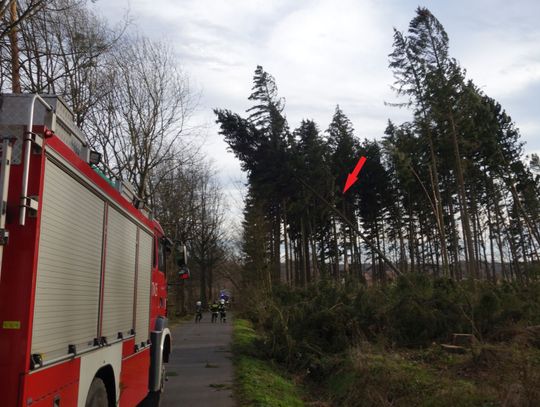 Drzewo nieomal upadło na strażaków