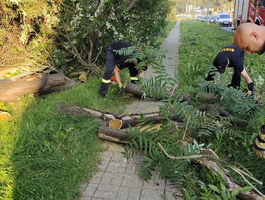 Drzewo zablokowało DK30 w Lubaniu – szybka reakcja służb