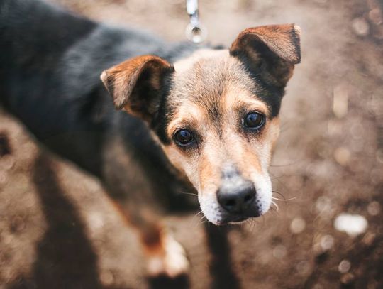 Galeria. Psy czekające na adopcję