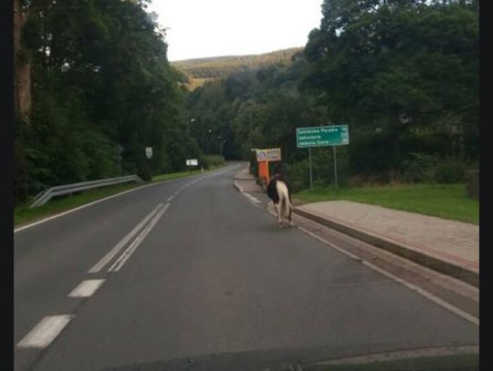 Galopujący koń na ulicach kurortu