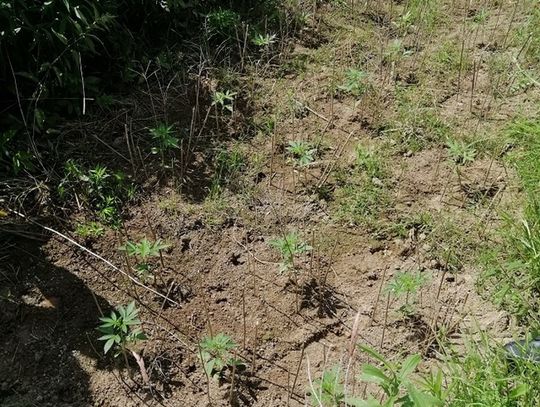 Gmina Leśna. Kolejne uderzenie w przestępczość narkotykową