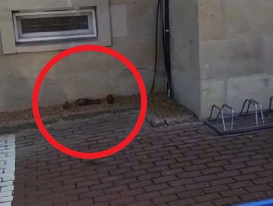 Grzybiarze przywieźli policjantom niewybuchy