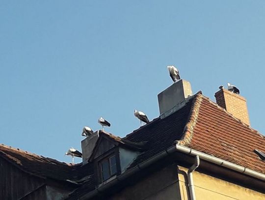 Hotel sejmowy na Łąkowej w Lubaniu