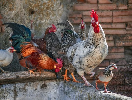 Informacja dla hodowców drobiu