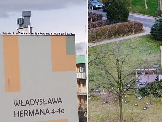 Jeśli dokarmiać ptaki, to z głową