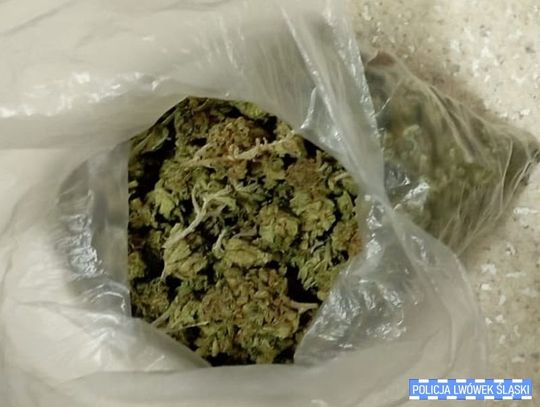 Kryminalni przejęli niemal kilogram narkotyków i zlikwidowali uprawę konopi