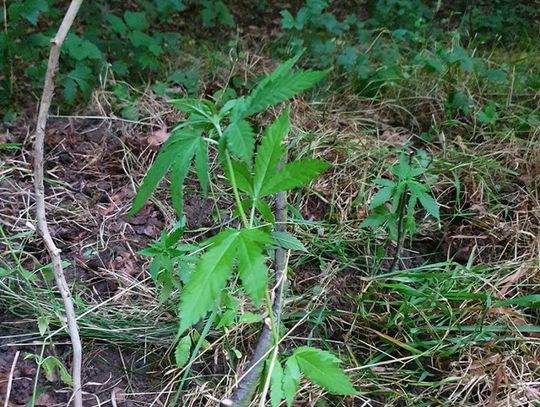 Kryminalni ujawnili kolejną plantację konopi indyjskich