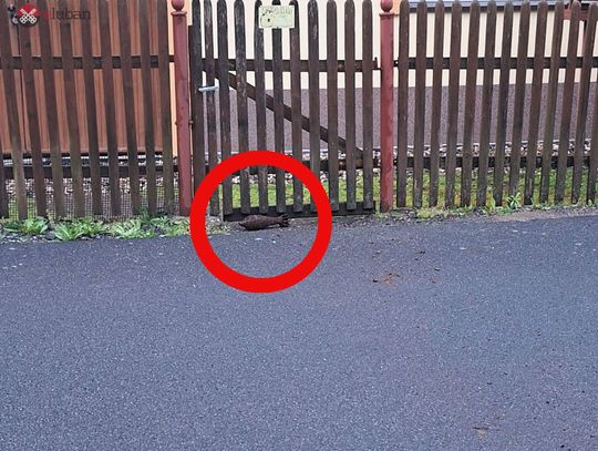 Ktoś rzucił granatem moździerzowym w dom. Trzy osoby zatrzymane do wyjaśnienia