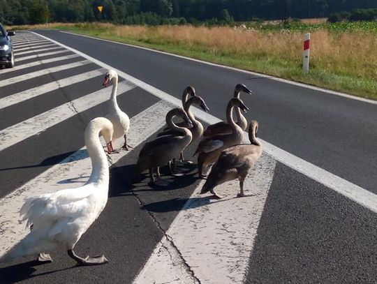 Łabędzie na DK30