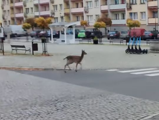 Łania biegająca po rynku w centrum Lwówka Śląskiego. Wideo