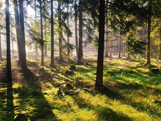 Las bez ingerencji leśników? Nadleśnictwo Świeradów ogłasza konsultacje