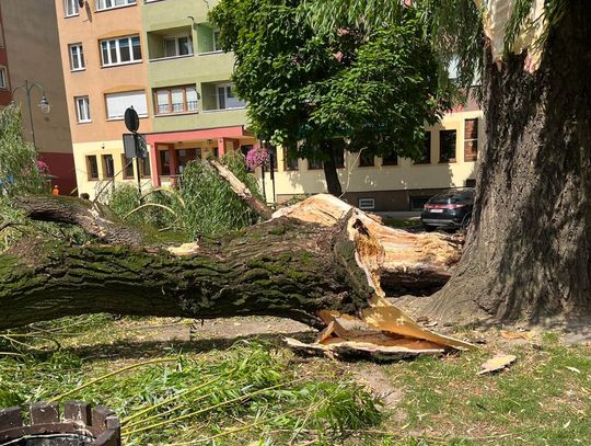 Lubań. Runęła wierzba koło ratusza