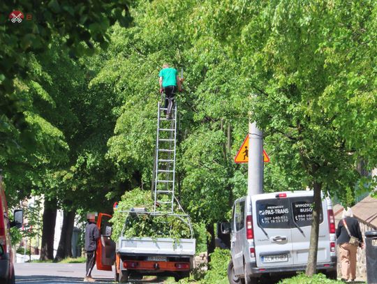 Masakra drzew przy Mickiewicza. Cięcia w środku okresu lęgowego