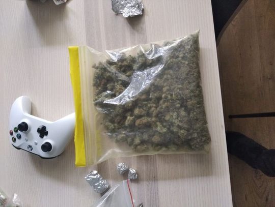 Miał 700 działek marihuany 
