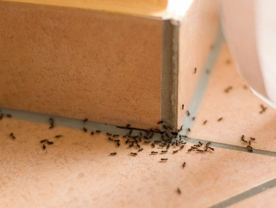 Mrówki w domu i bloku – jak się ich pozbyć?