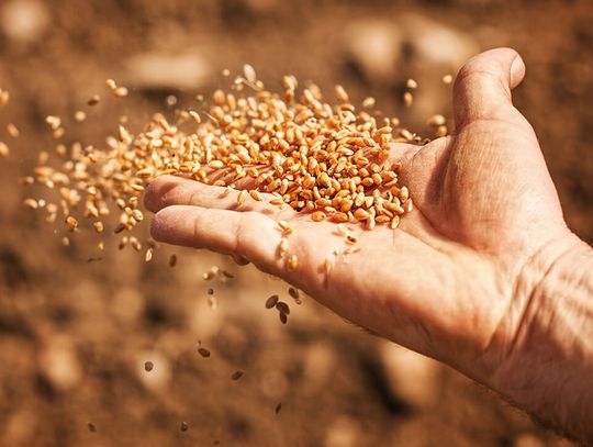 Nasiona jako superfoods