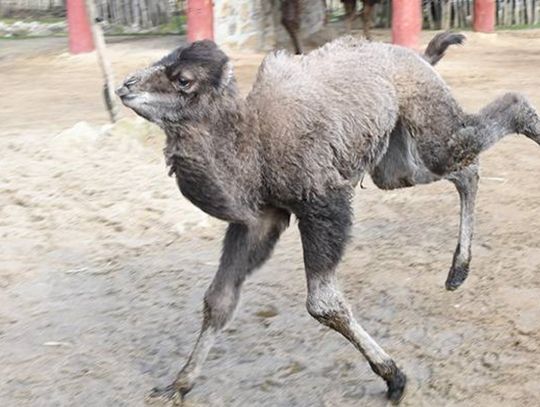 Nasze Zoo Görlitz-Zgorzelec jest już otwarte