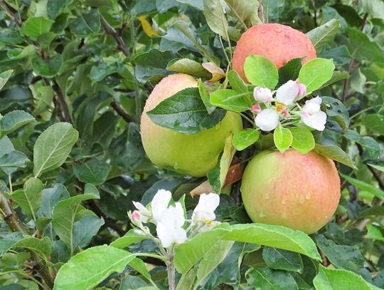 Natura ma sposób na wszystko