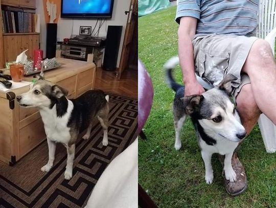 Odnaleziony! Kto wie, gdzie jest Tobi?