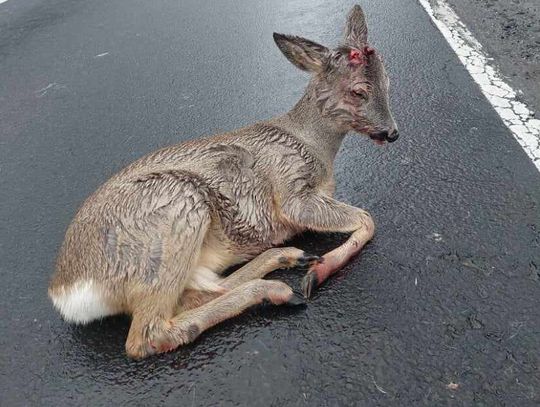 ORDZ Klekusiowo. Potrącona sarna nie miałaby szans