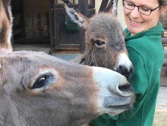 Osiołek Otto przyszedł na świat w Zoo Görlitz