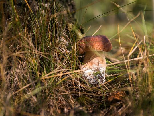 Pamiętajmy o bezpieczeństwie w trakcie grzybobrania