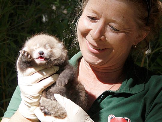 Pandzi jubileusz. Dwudzieste potomstwo pandy czerwonej w goerlitzkim Zoo