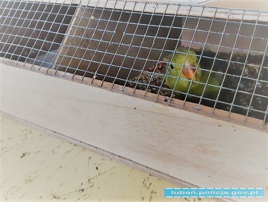 Papuga w areszcie, jej właściciel chciał wręczyć łapówkę