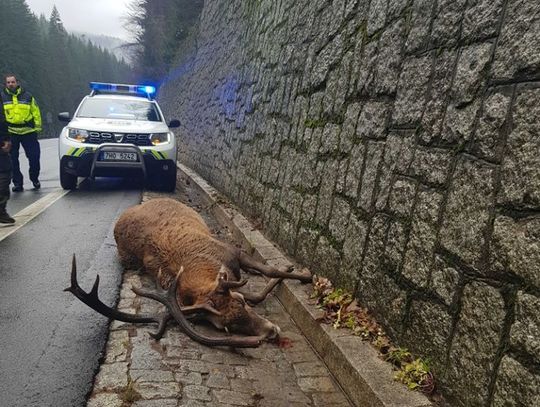 Pies gonił jelenia. Doprowadził do jego śmierci