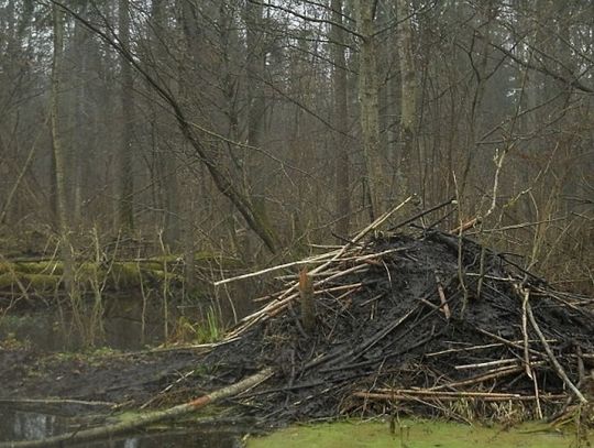 Podpalił bobrowe żeremie