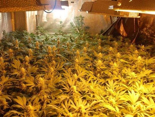 Policjanci zlikwidowali kolejną plantację marihuany na terenie powiatu lubańskiego