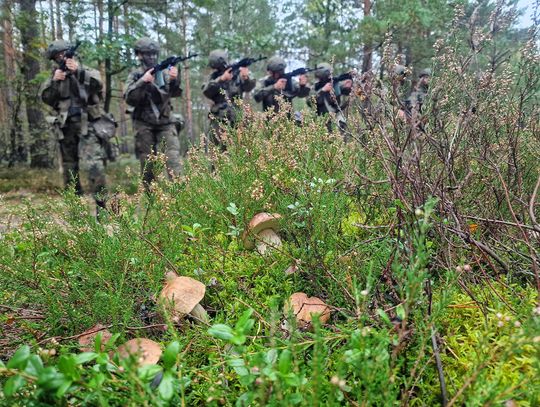 Poligony kuszą grzybiarzy, ale pancerniacy ostrzegają: „Nie wchodźcie do wojskowych lasów!”