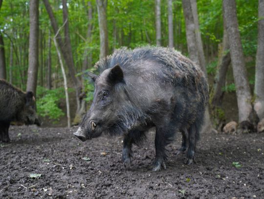 Ponad 6 tysięcy dzików do odstrzału