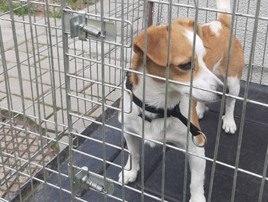 Poszukiwani właściciele psa znalezionego wczoraj w Świeradowie-Zdroju