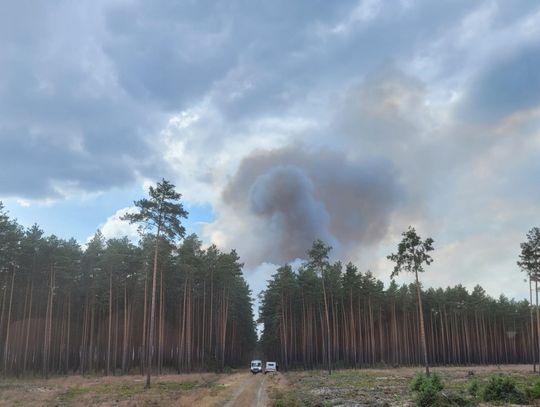 Pożar lasu w Bielawie Dolnej. W akcji gaśniczej bierze udział sześć samolotów gaśniczych
