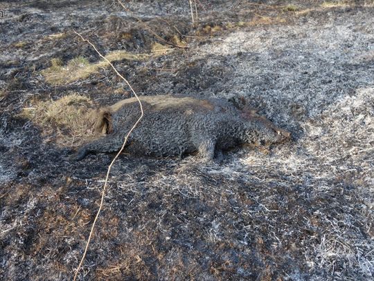 Pożar lasu w Radogoszczy i dziki padłe na ASF