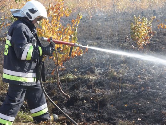 Pożar nieużytków w Gryfowie Śląskim