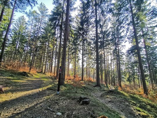 Prace leśne na ścieżkach RunTrack oraz SingleTrack Zajęcznik