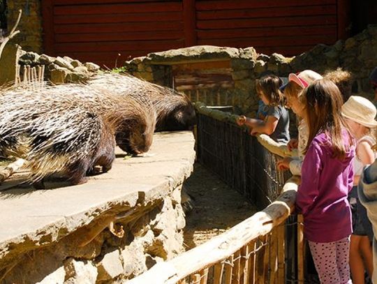 Przedszkola zwiedzą zoo za darmo