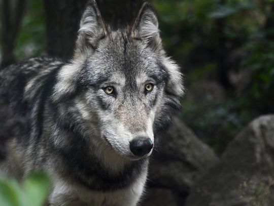 RDOŚ bada sprawę ataku wilków w Świeradowie-Zdroju