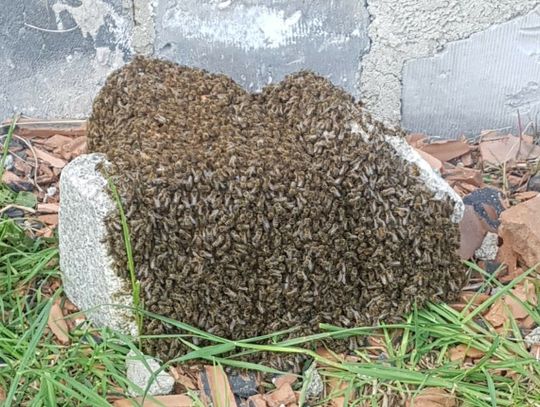 Rozpoczął się sezon rojenia pszczół. Nie zabijajcie roju a wezwijcie pszczelarza