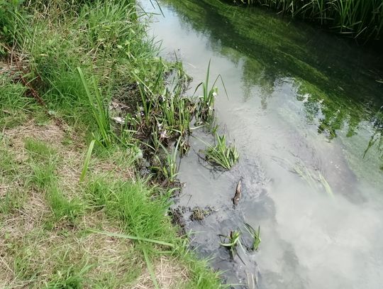Ścieki w Siekierce. Dzięki interwencji mieszkańców i miejskich służb szybko usunięto wyciek